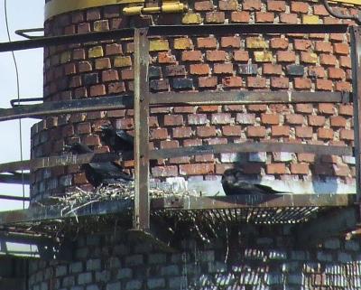 Прикрепленное изображение: ggg.jpg